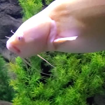 Rare majestic Albino catfish
