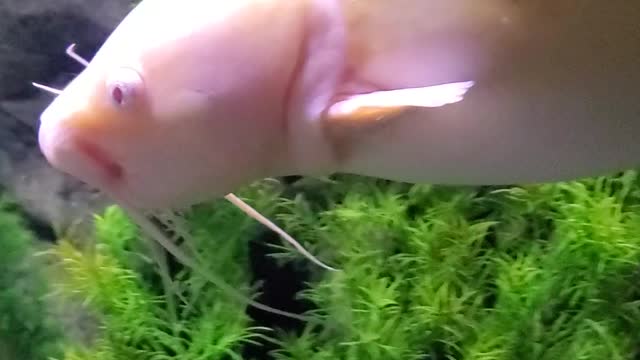 Rare majestic Albino catfish