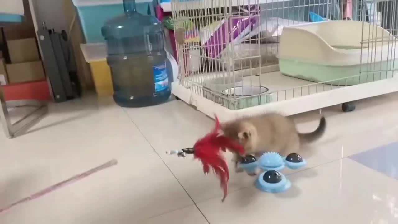 Kitten and turntable and feather