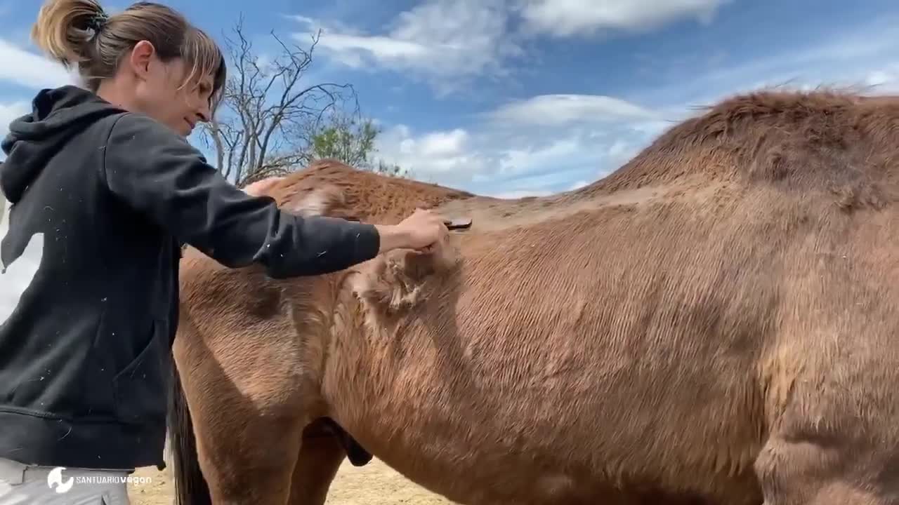 Cepillado caballo abuelo