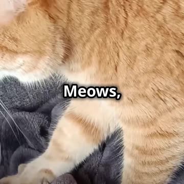 5 fascinating facts about cats