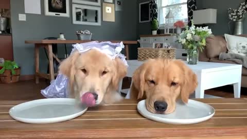 Disciplined Dogs Plays Feeding Game With Baby Friends