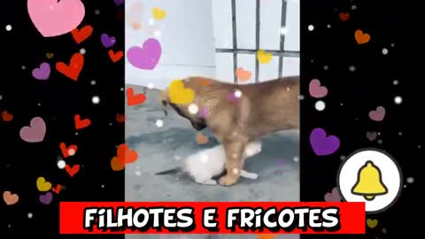 gatos mais engraçados