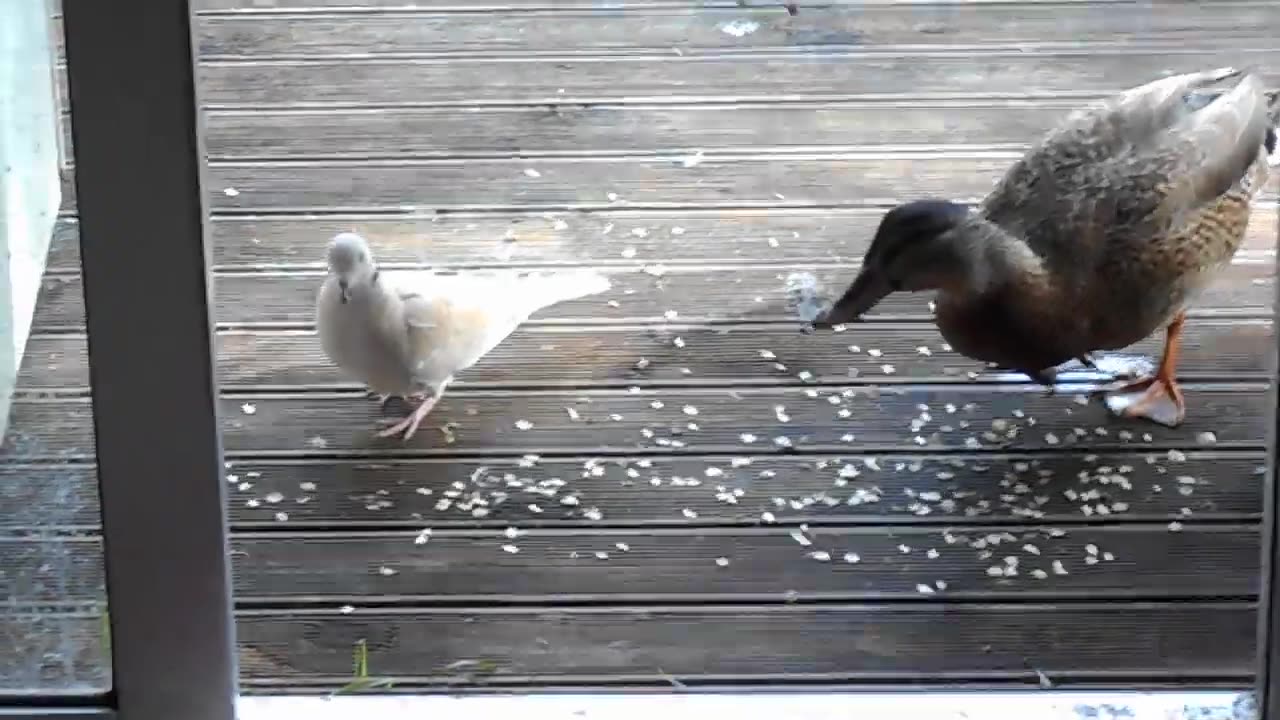 Dove and Duck Friends