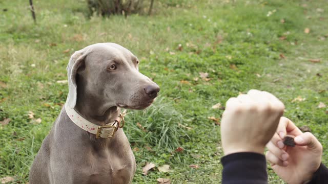 Giving a Treat to Rex while Doing a Training