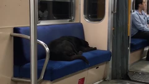 Black dog asleep on blue subway seat