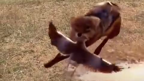 Life is a fittest from miracles #shorts #shortvideo #video #virals #videoviral