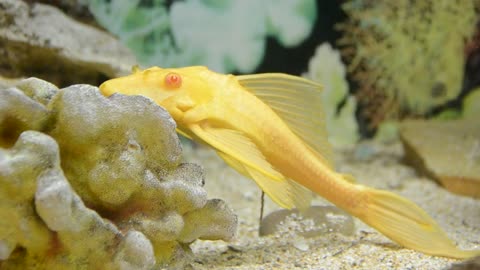 Yellow fish laying still