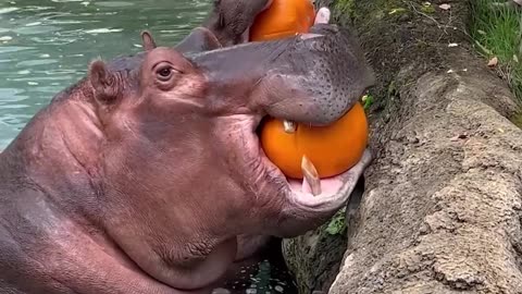 Hungry Hungry Hippos Halloween Edition!