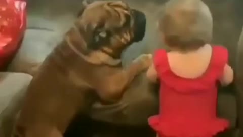 Baby and dog funny moments