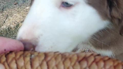 TIA, Tetras puppy