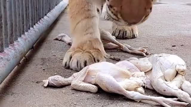 Tiger eating Chicken Wow