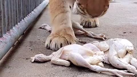 Tiger eating Chicken Wow