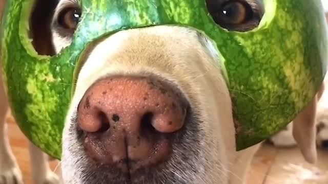 Dog is sleeping in water and doing some funny moments