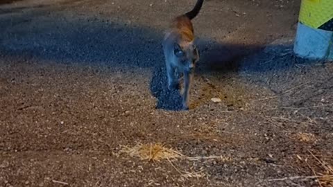 A street cat with a lot of aegyo.