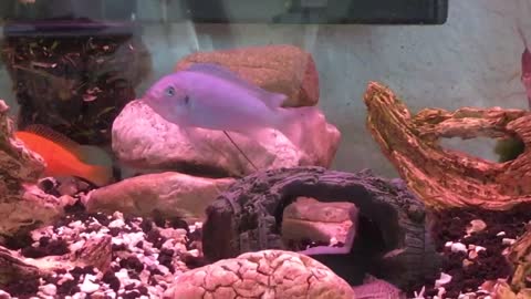 Biggest Poop Ever Cobalt Blue Zebra Mbuna Cichlid Fish