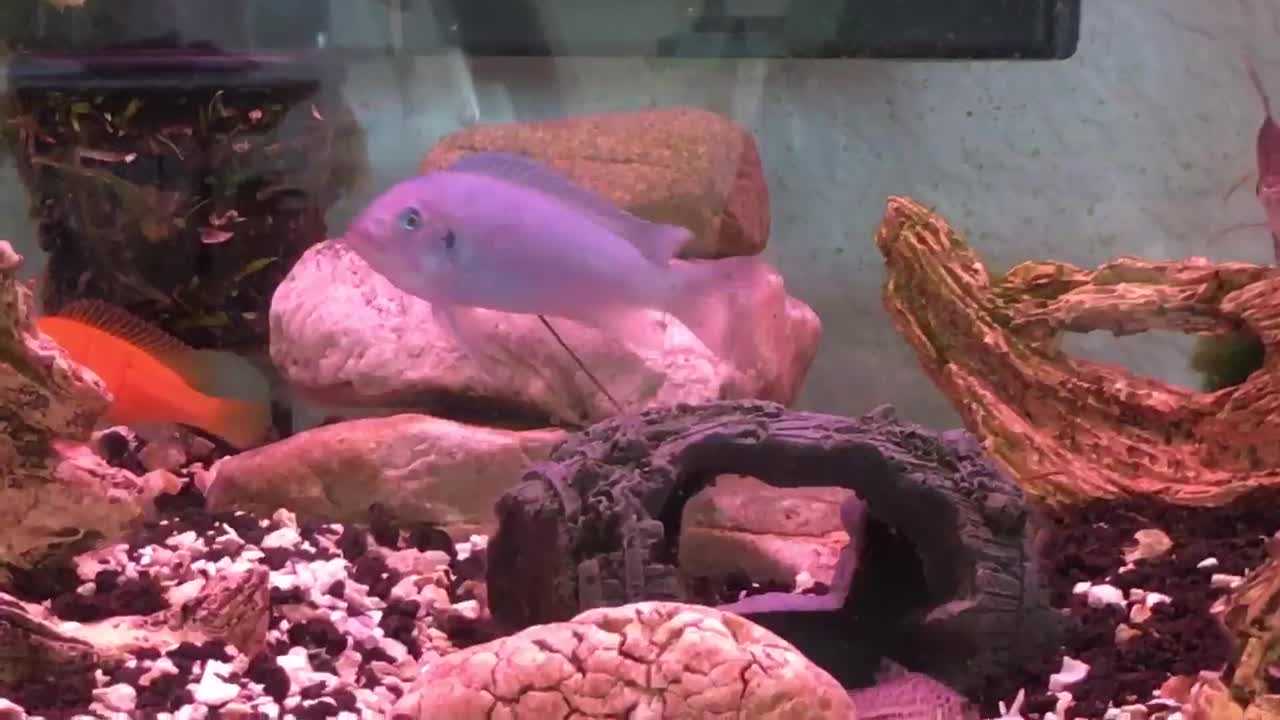 Biggest Poop Ever Cobalt Blue Zebra Mbuna Cichlid Fish