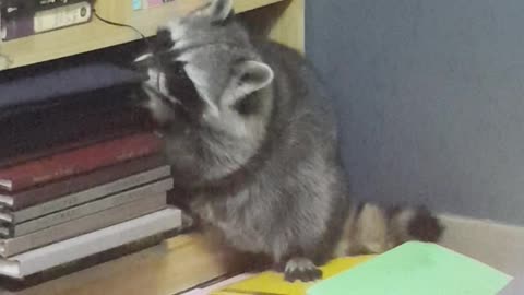 Raccoon messes up the house as usual.