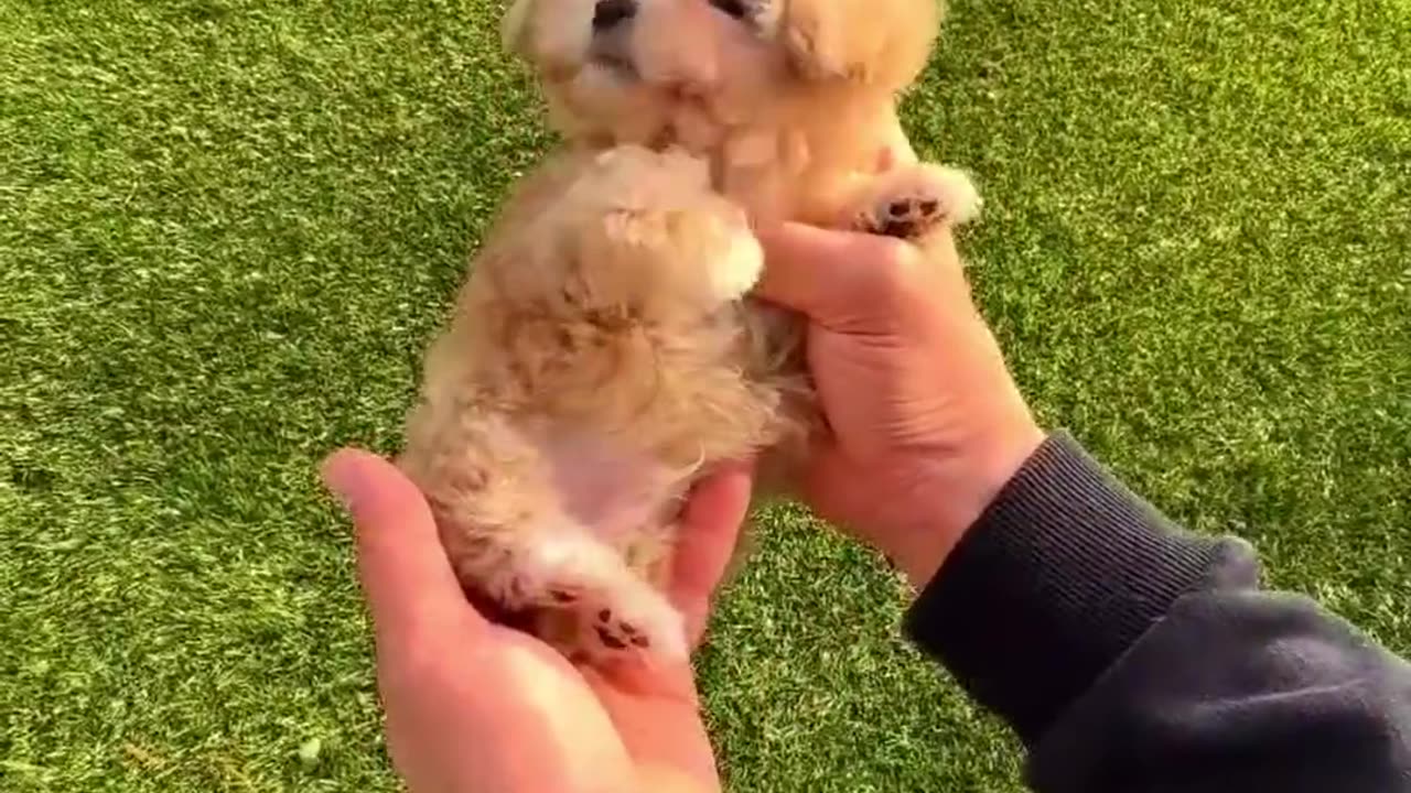 HOW WOULD YOU Rate this PUPPY 😱 | Wholesome Moments