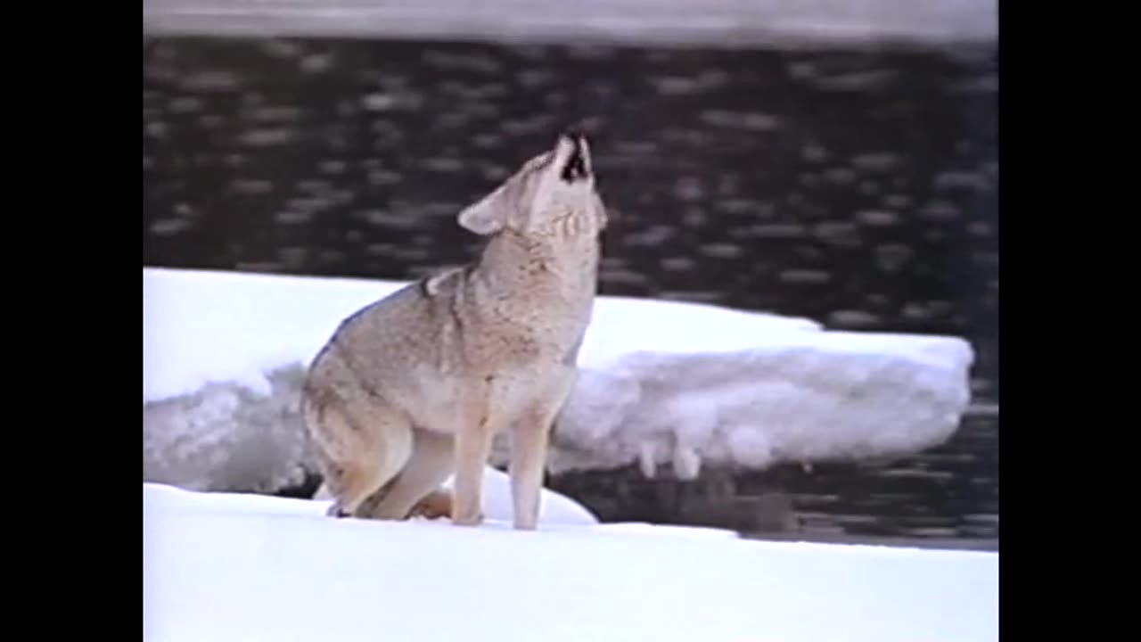 1996 - Trailer for National Geographic's 'Yellowstone : Realm of the Coyote'