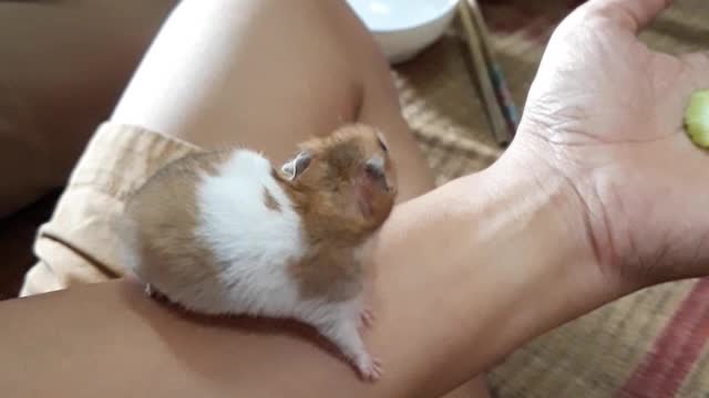 Love hamster's