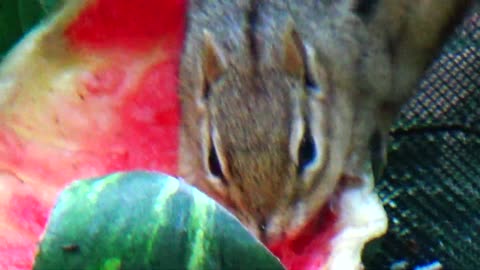 Chipmunk