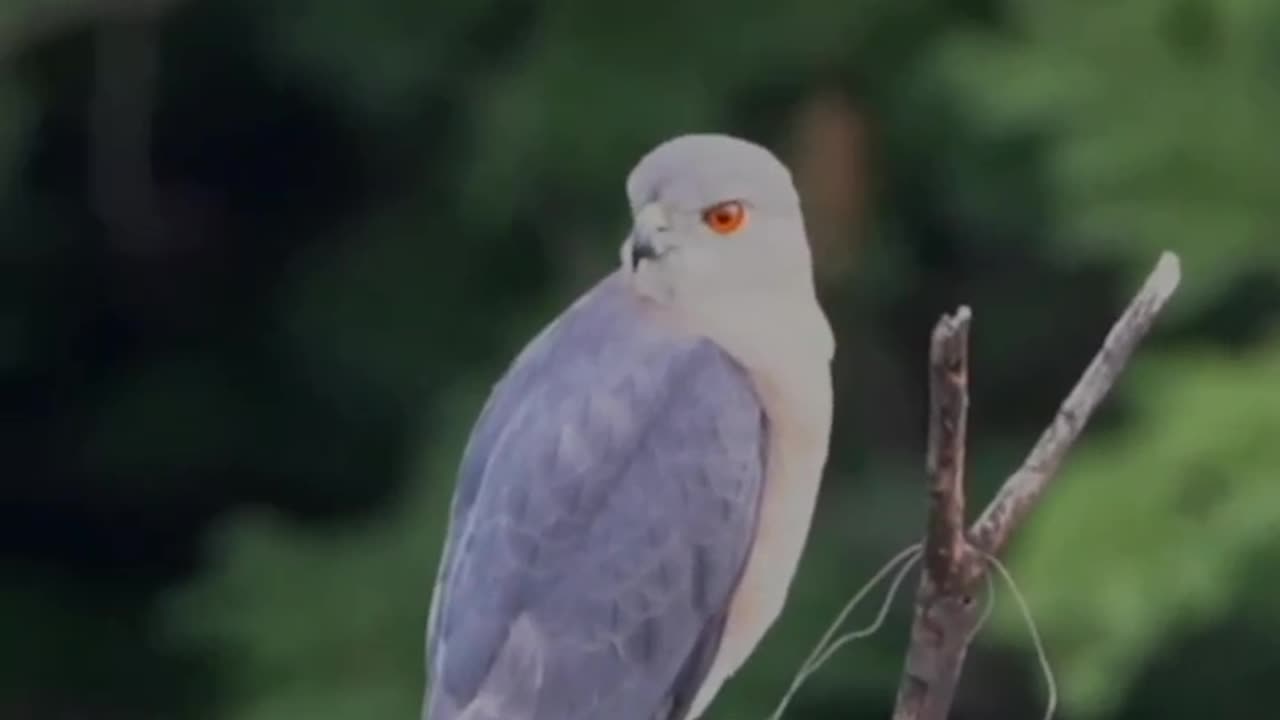 Wildlife's & Funs