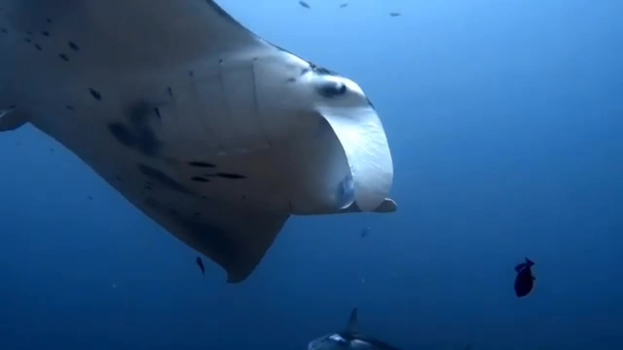 8 meters long stingray