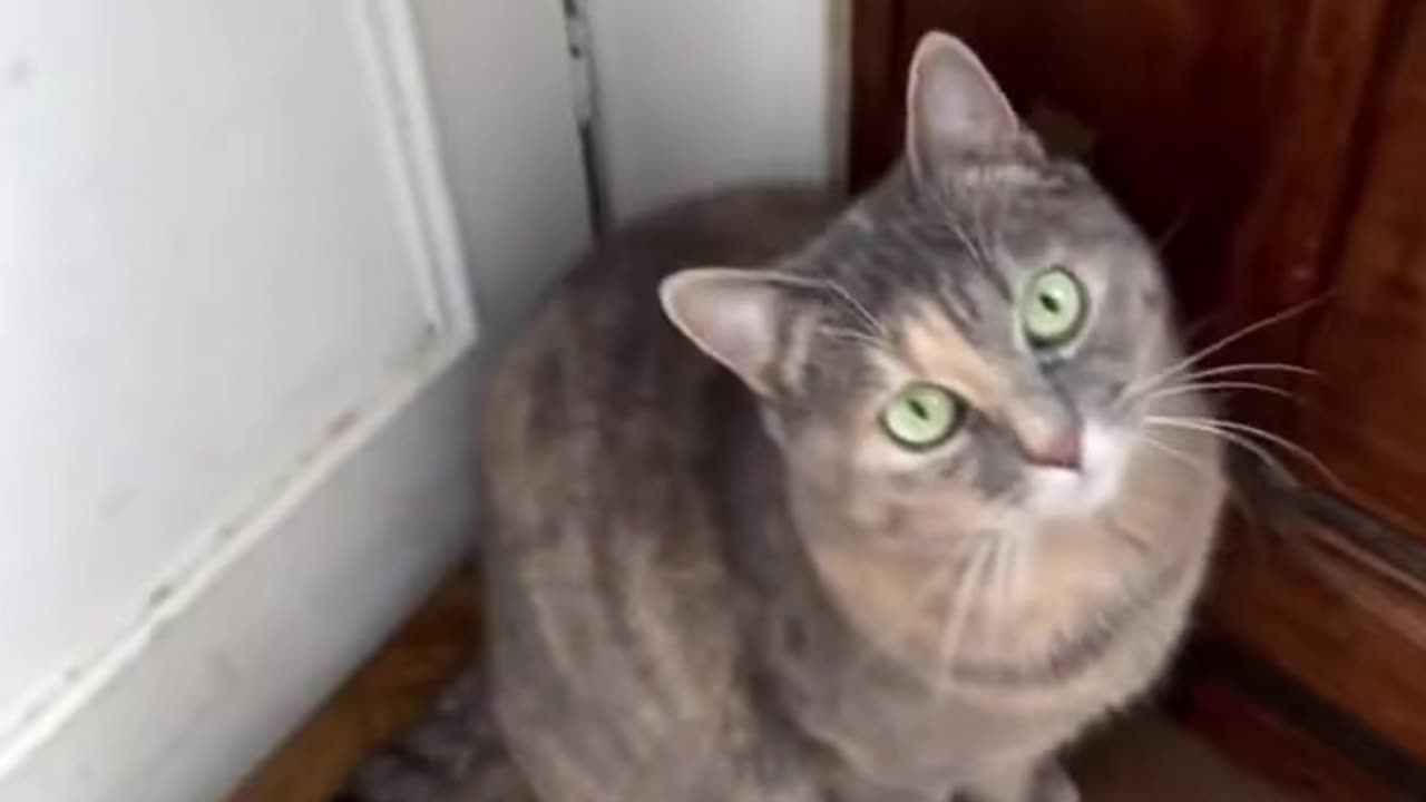 CAT CONFUSED MEOWING 😻🥺|| SO ADORABLE