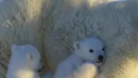 Ferocious polar bear cubs