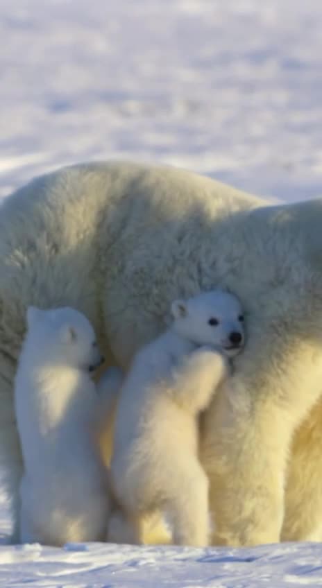 Ferocious polar bear cubs