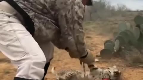 Rescue of a lynx from a trap