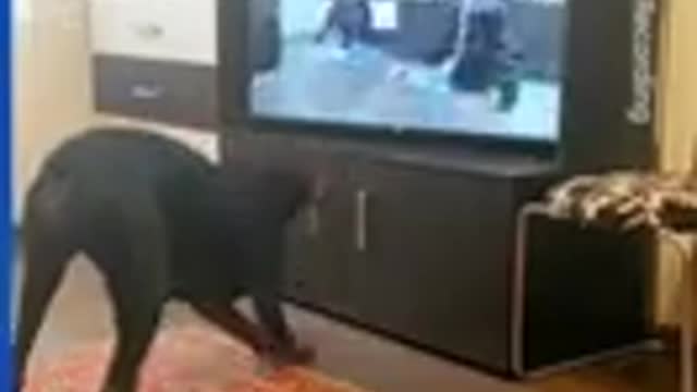 Cachorro faz exercícios frente a tv.