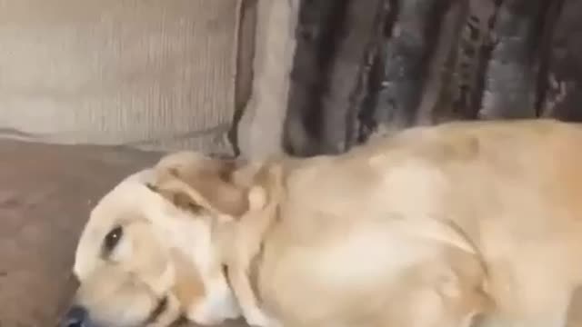 Funniest dog video in 2022