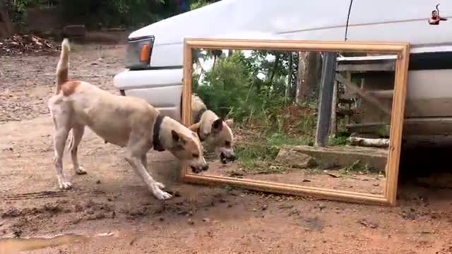 Dogs funny prank videoππ