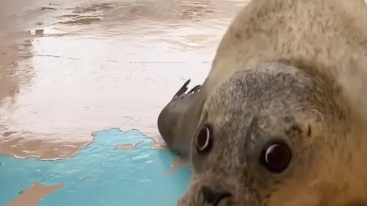 This animal defies gravity in a funny way! 😂