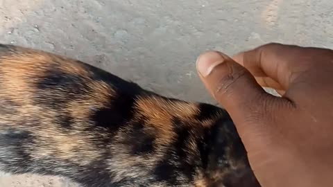 My little Cat