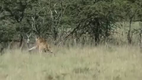 Cheetah confronts a leopard
