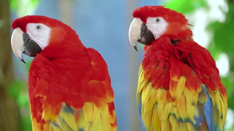 SLO MO Three Agapornis parrots flying off a branch stock video