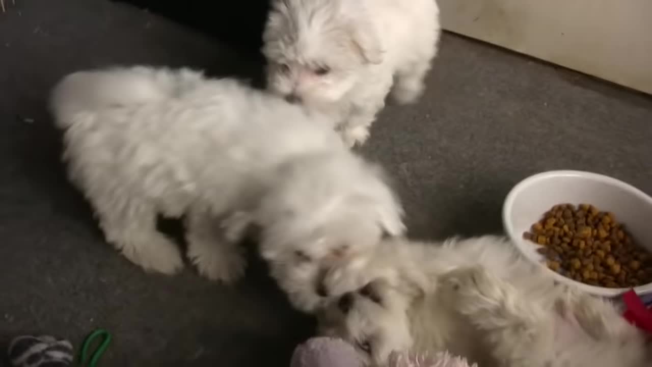 Maltese Puppies 4 months old