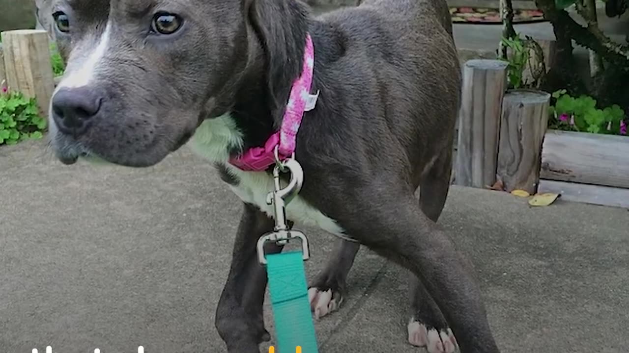 Zombie the Pit Bull Left for DEAD Finds Happiness | The Dodo