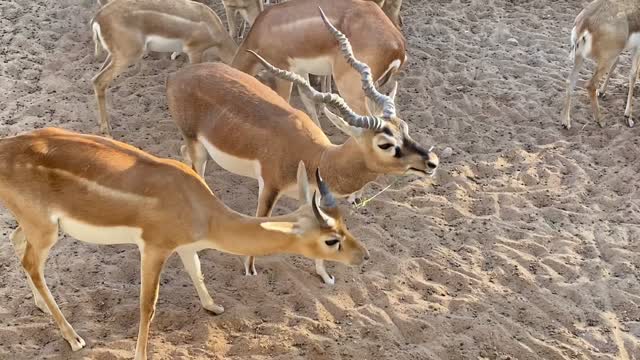 WHY THEY CALLED BLACKBUCK THIS MAMMALS?