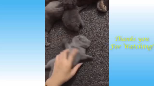 Cute Cats & Dogs Funny Compilation ❤️2021💛