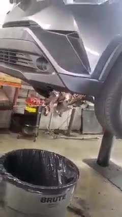 🔴Raccon makes it home car😮