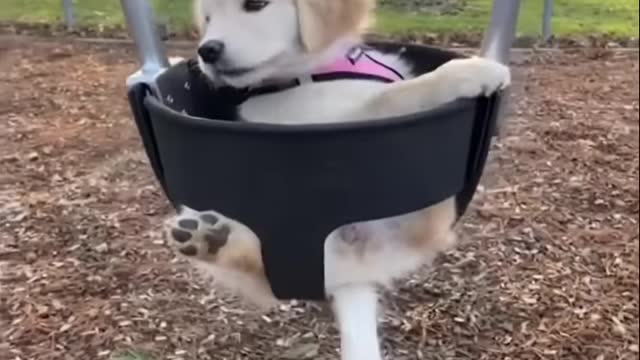 cute and funny dogs Part.BbjbdZ