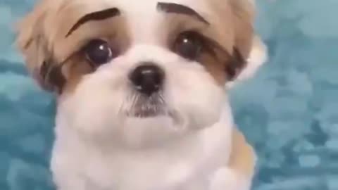 Have you ever seen a dog's little eyebrows?