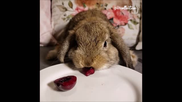 big fat Yawning bunny,Lazy bunny, Rabbits reaction to lemon, Huge bunny- Stress buster