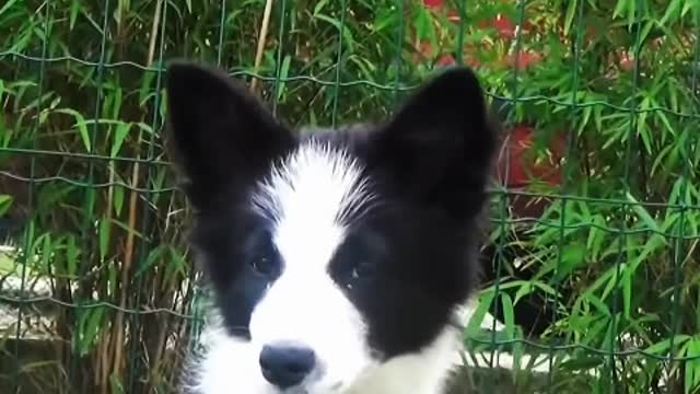 Humans use all the words to describe the sincerity, the puppy will only wink the dark eyes