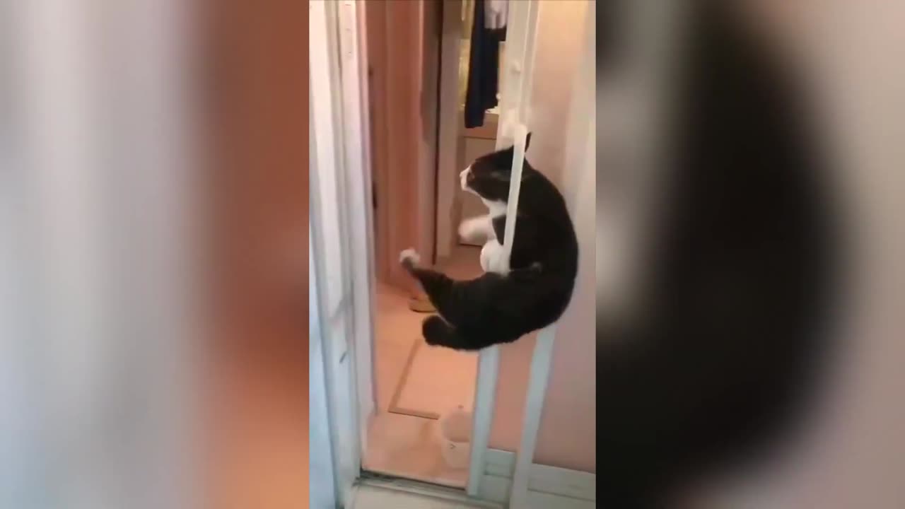 Amazing skills ninja cat 🐈 | extraordinari skills