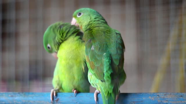 Two lovely parrots